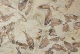 Fossil Fish (Gosiutichthys) Mortality Plate - Lake Gosiute #130103-1